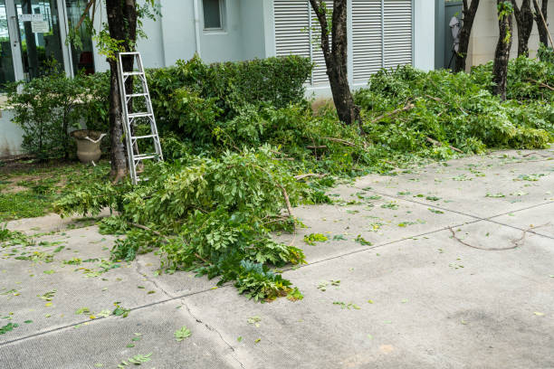 Best Tree Maintenance Programs  in Hwatha, IA